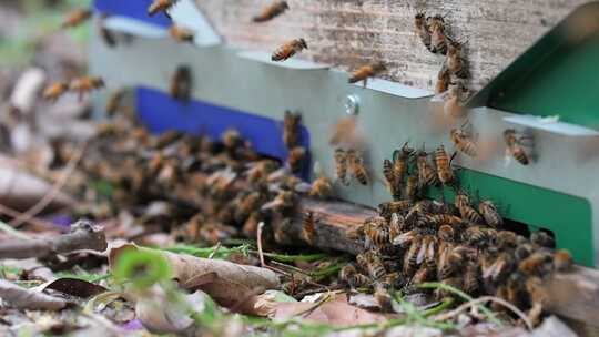 养蜂场蜜蜂蜂箱视频素材模板下载