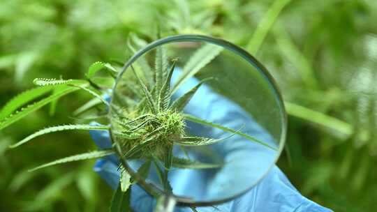 植物学研究