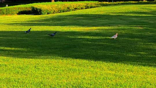 草坪上的四只灰鸽子