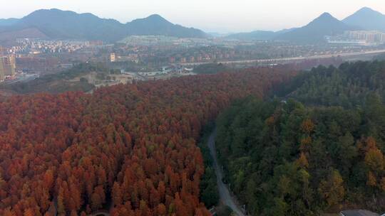 杭州临安青山湖水杉林秋季风光鸟瞰航拍视频素材模板下载