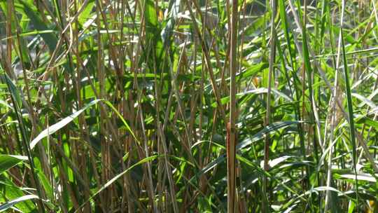 蜻蜓降落在绿叶中的芦苇上慢动作静态视频素材模板下载