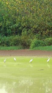 乡村池塘里面成群的白鹭
