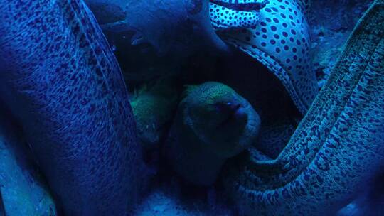 恐怖深海海鳗危险神秘