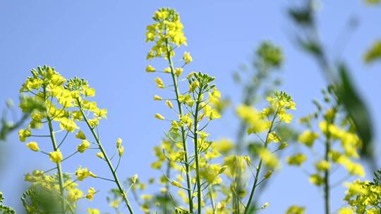 春天到了 云南的油菜花开了