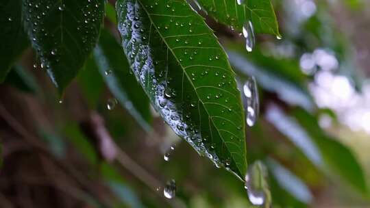 绿叶上的雨滴特写