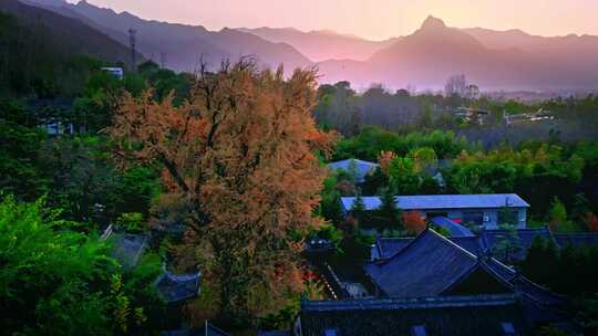 西安古观音禅寺千年银杏树