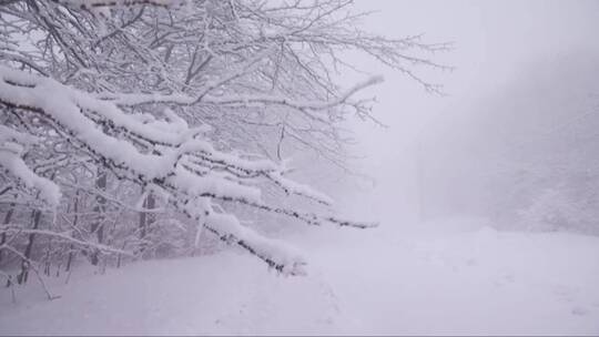 被大雪覆盖的树枝来回摇摆