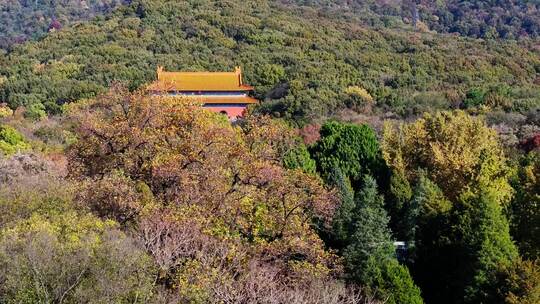 南京秋天 明孝陵 紫金山 钟山风景区