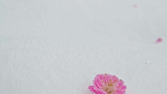 雪中桃花 花瓣