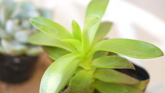 植物 多肉 养殖 盆栽 生机