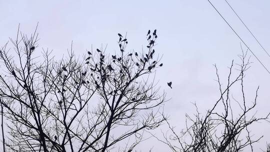 冬天枯树枝上的一群麻雀