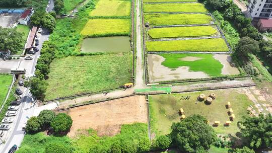 中国广东省广州市白云区太和镇白山村稻田