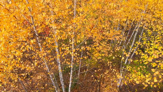 深秋景色 金黄色桦树林 从下到上 摇 4k