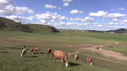 河北坝上牧场吃草的牛群