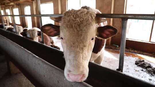 牛 养殖场 养牛 牛场 黄牛 圈养牛