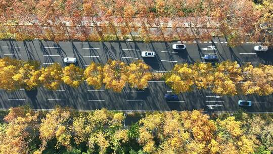 城市街道  梧桐大道  金色梧桐树