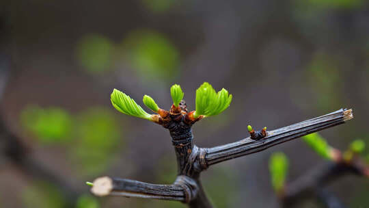 初春树木嫩芽生长