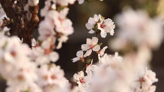 春花HD常规视频