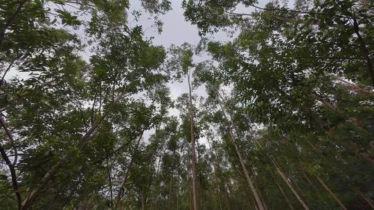 森林穿梭树林仰拍树木上升视角丛林原始森林视频素材模板下载