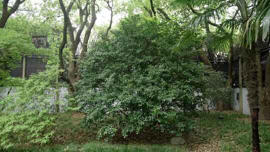 宋庆龄故居后院百年茶树