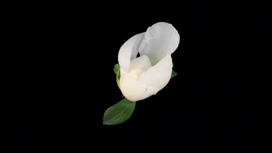 缓缓绽放的白色花朵