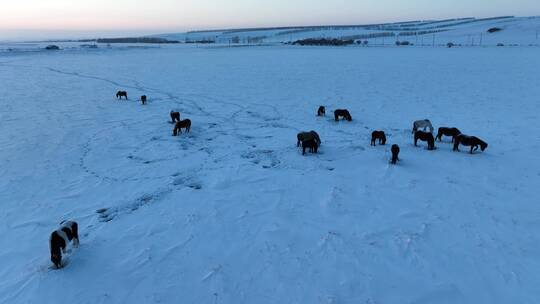 雪野中觅食的马群