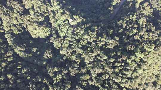 俯拍绿色植物森林天然氧吧鼎湖山航拍