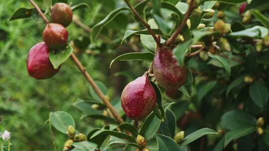 茶油果 油茶果 油茶种植