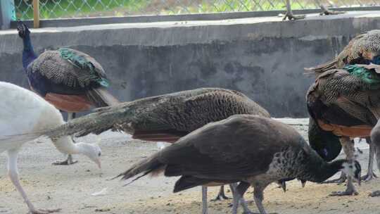 郴州东湖动物园美丽的孔雀