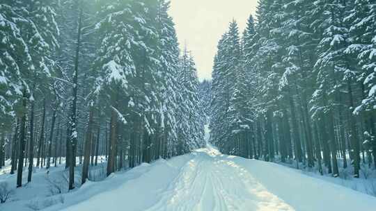 林海雪原 松树成排 雪光熠熠 冬日宁静