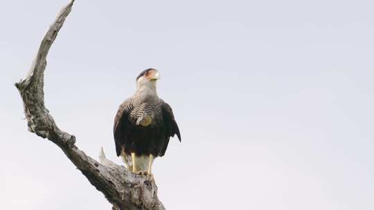 清道夫鸟，有冠的卡拉卡拉，卡拉卡拉普兰克斯静止地栖息在树枝上，慢慢挖掘