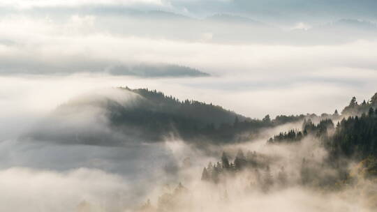航拍森林中的大雾