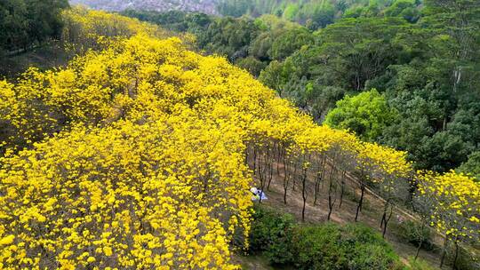 深圳平湖生态园黄花风铃木