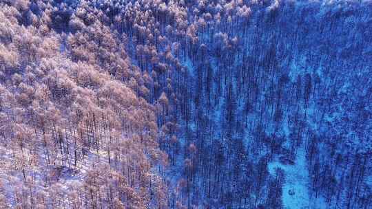 大兴安岭雪覆山林银装素裹