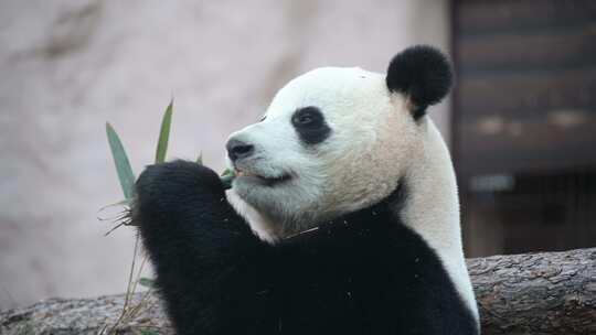 熊猫大熊猫吃竹子视频素材模板下载