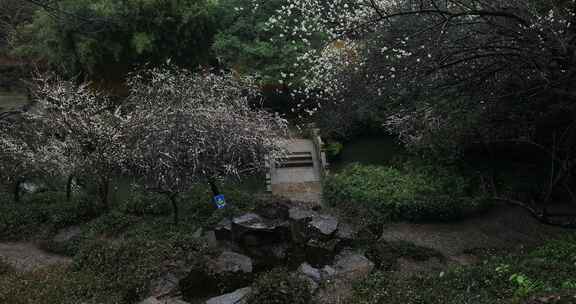 雨天美丽的梅花