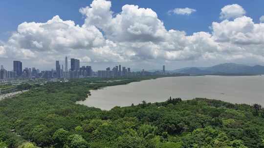 4K深圳福田区红树林