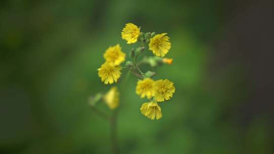 黄鹌菜野菊花开花了春风春分盛开2644