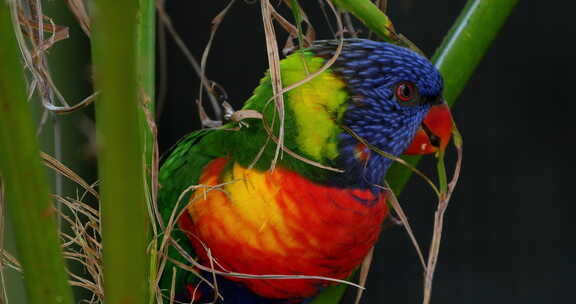 彩虹lorikeet，（Trichogl