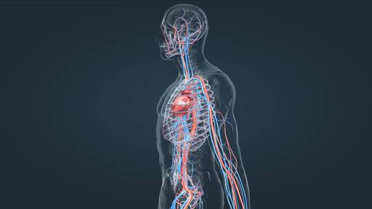 医学 人体 心血管 动画 心跳循环系统