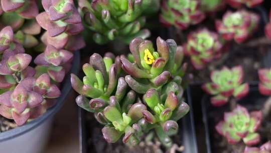 多肉 植物 花卉 观赏 绿色 生机