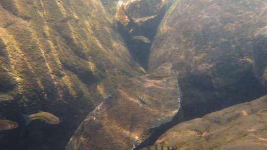 河边小溪河底海底水下世界流水岩石光影升格