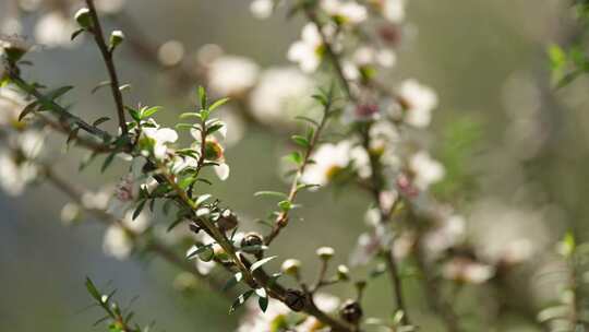 新西兰Manuka麦卢卡花丛 蜜蜂在花上采蜜