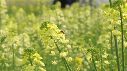 油菜花田中，小蜜蜂在采蜜