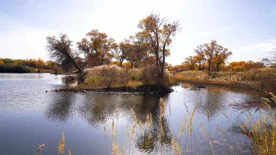 秋天新疆金色胡杨林，湖水边的胡杨树和芦苇