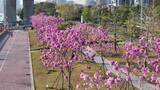 中国广东省广州市海珠区瑞宝街道紫花风铃木高清在线视频素材下载