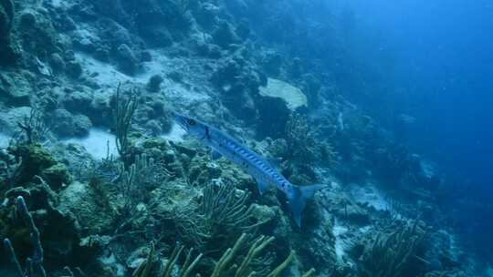 加勒比海，梭鱼，鱼，海洋