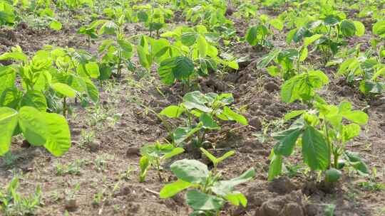 田野中茁壮成长的豆苗