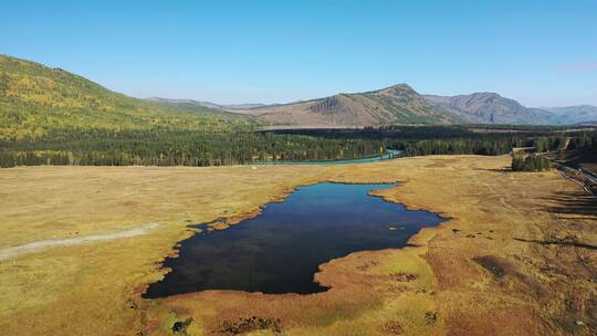 新疆喀纳斯鸭泽湖湿地风光