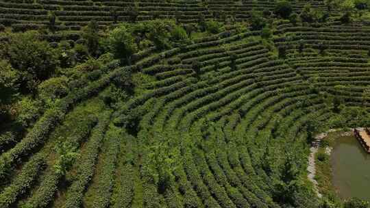 茶园茶叶采茶沏茶